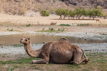 Camels at Wadi Dharbat near Salalah, Oman