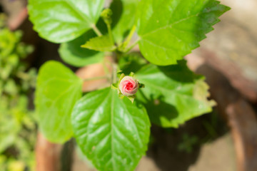 close up of beautiful red hibiscus bud in a garden