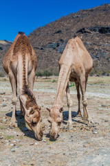 Two camels at Wadi Dharbat near Salalah, Oman