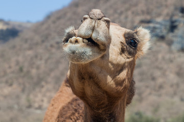 Detail of a camel at Wadi Dharbat near Salalah, Oman