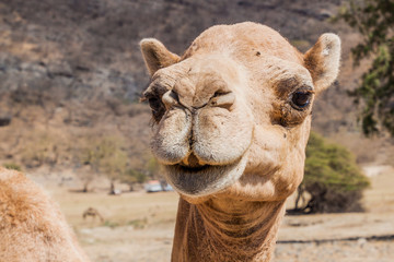 Detail of a camel at Wadi Dharbat near Salalah, Oman