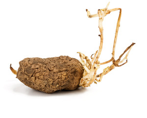 Fototapeta premium Germinated yellow potato isolated on white background
