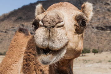 Head of a camel at Wadi Dharbat near Salalah, Oman