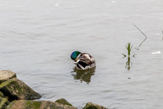 duck on the water