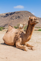 Camel in Wadi Dharbat near Salalah, Oman