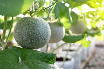 Fresh melon on tree in Organic Farm