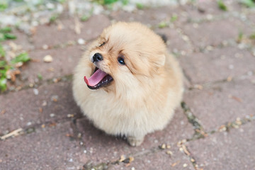 Cute puppy cream Pomeranian the street with his tongue hanging out. 