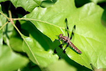 Spotted Skimmer