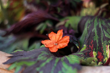 red flower