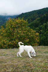 Amazing caucasus mountains of Khulo village, Adjara region, Georgia.  White dog.