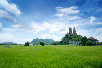 green filed of rice with blue sky