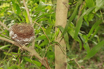 Bird nest