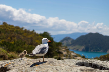 Seagull resting on a lovely sunny day