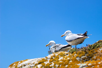 Seagull resting on a lovely sunny day