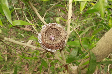 Bird nest