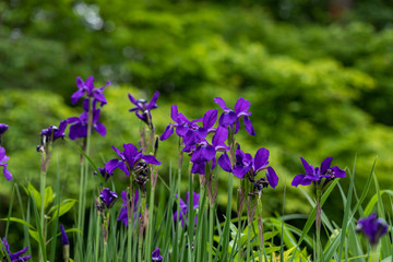 purple iris flowers on background of green grass