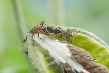 Two Red Cotton Bugs (Pyrrhocoridae) mating on crown flower with green nature blurred background.