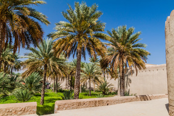 Fototapeta na wymiar Palm trees near Nizwa Fort, Oman