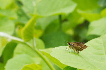 Spotted Grass Dart Butterfly (Taractrocera ardonia lamia) resting on green leaf with copy space and green nature blurred background.