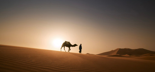 silhouette of camel in the desert
