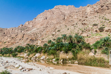 Palms in Wadi Tiwi valley, Oman