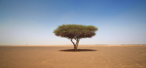 lone tree in the desert