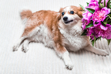 Beautiful funny red dog with a bouquet of pink flowers on a white background close-up
