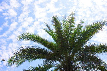 Green palm trees against the blue sky on a Sunny day. Summer holiday.