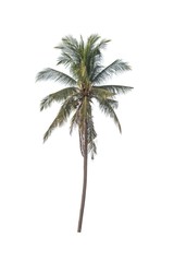 Obraz premium Coconut Tree isolated on a white background