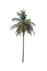 Coconut Tree isolated on a white background
