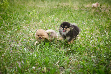 Obraz premium Pomeranian puppies playing in the street