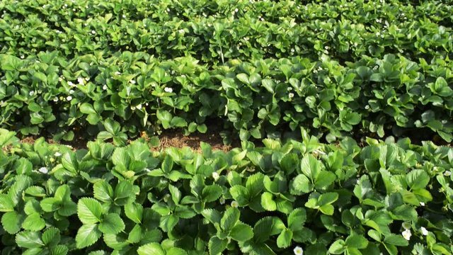 motion view over a strawberry field with blooming plants in lines