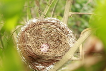 Bird's Nest and Bird Egg. 