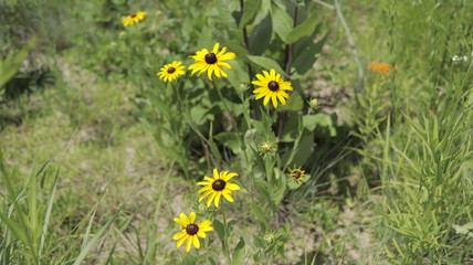 Midwest Wildflower Prairie Yellow wildflowers Black-eyed Susan 