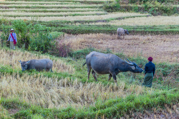 KALAW, MYANMAR - NOVEMBER 24, 2016: Buffaloes in a rice field near Kalaw, Myanmar
