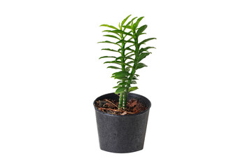 The little tree in a small pot call Bandai Ngaen as  money ladder tree.