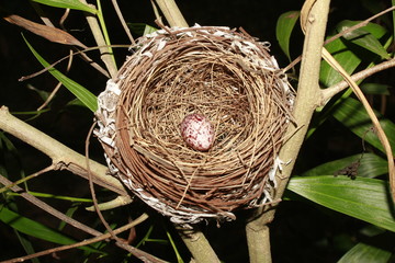 Bird's Nest and Bird Egg. 