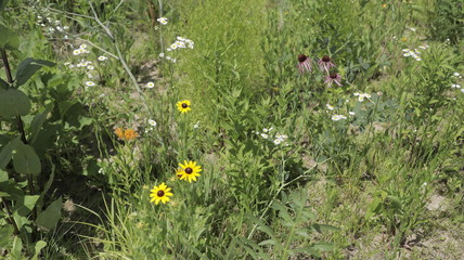 Midwest Wildflower Prairie: Black-eyed Susan, fleabane, pale purple coneflower