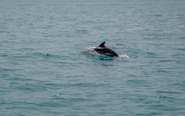 Fototapeta premium fin swimming dolphin out of the water