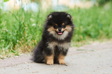 Dark cute puppy Spitz on the street.