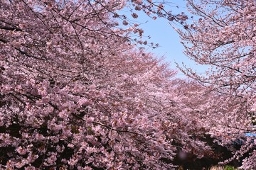 恩田川の桜