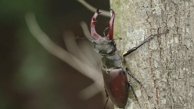 stag beetle on tree bark