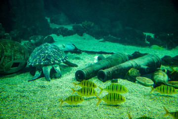 sea ​​bottom, lie guns, swim fish and a turtle