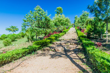 Fototapeta na wymiar Garden of Red Mountain Estate Vineyards near Inle lake, Myanmar