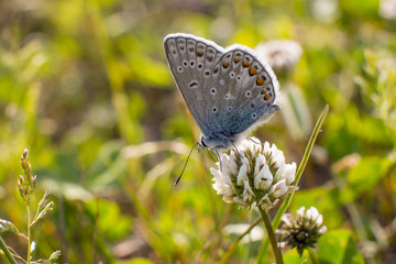 Blue butterfly collects nectar. Sitting on a flower.