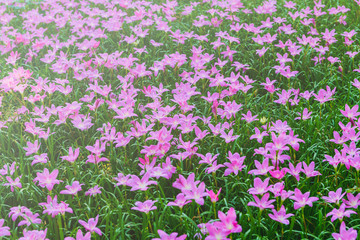 Zephyranthes grandiflora pink flowers or Fairy Lily