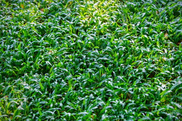 Background of green grass (Axonopus Compressus)
