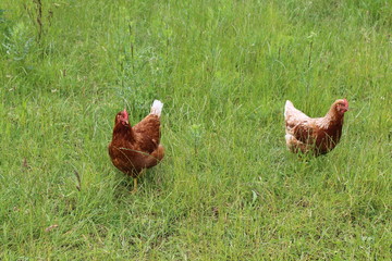 Hühner im Gras