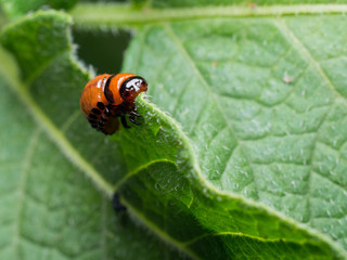 Colorado potato beetle (Leptinotarsa decemlineata) larvae feeding on a potato plant.
