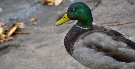 Portrait of a beautiful drake with a yellow beak and a green head 